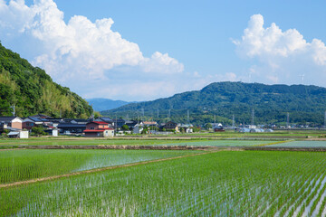 Naklejka premium 田植え後の田んぼのある風景 鳥取県 鳥取市