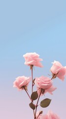 Fototapeta premium Rose blossom flower petal.