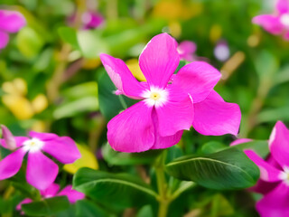 Obraz premium pink flowers in the garden