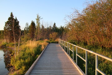 Obraz premium wooden bridge in the forest