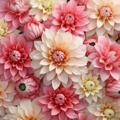 Fototapeta premium wrapped with dahlias, pastel colors, white background