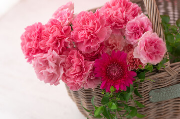 ピンク色のカーネーション 　母の日