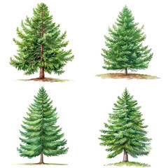 Fototapeta premium Set Of Thuja Occidentalis Tree Watercolor Illustration On Transparent Background
