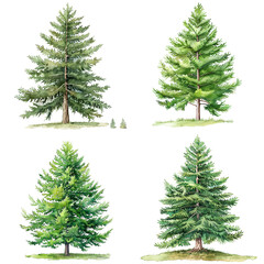 Obraz premium Set Of Thuja Occidentalis Tree Watercolor Illustration On Transparent Background