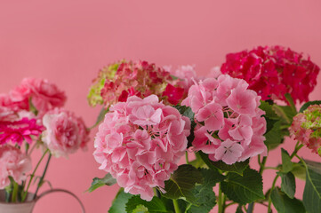 ピンク色のアジサイ　ハイドランジア