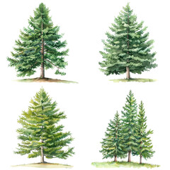 Fototapeta premium Set Of Watercolor Tsuga Canadensis Tree Illustration On White Background