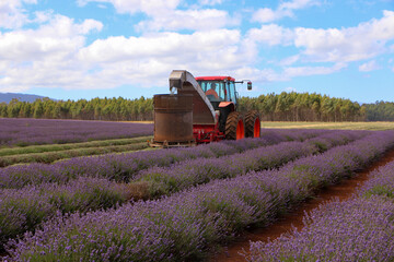 lavender field in region