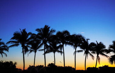 Nature of Florida. Miami background, sea vacation