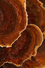 Ringed Polypore Fungus Close-Up