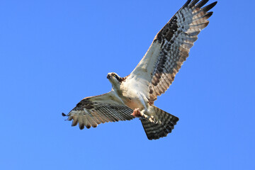Osprey flying on the blue sky background, Canada