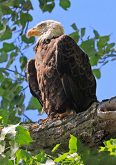 Bald eagle portrait perched on a branch tree with blue sky background, Canada