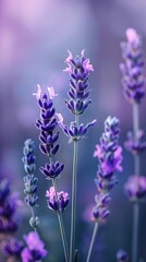 Fototapeta premium Lavender award winning photography, minimalist, commercial ads photo, advertising, stunning