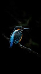 Fototapeta premium Kingfisher bird award winning photography, minimalist, commercial ads photo, advertising