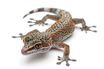 Obraz premium Gecko wildlife reptile animal.