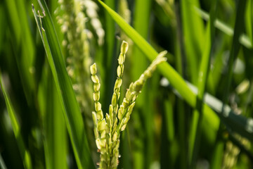 Close up view of young rice grains on a blurry background