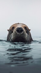 Fototapeta premium Walrus award winning photography, minimalist, commercial ads photo, advertising, stunning