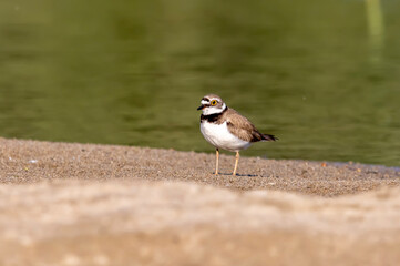 little bird on the sandy bank of the river
