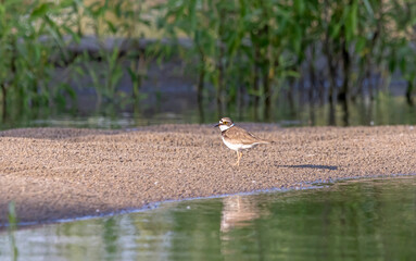 little bird on the sandy bank of the river
