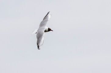 white gull with dark head in flight
