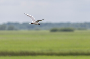 white gull with dark head in flight
