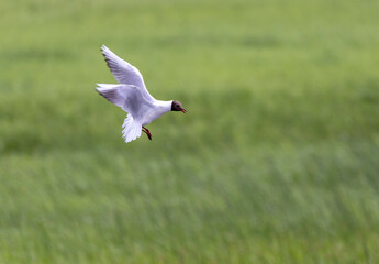 white gull with dark head in flight
