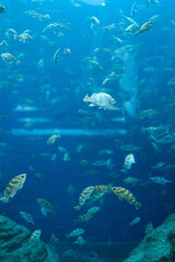 scuba diver and coral reef