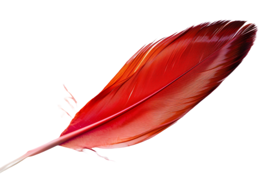 red feather isolated on transparent background