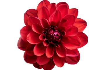 red flower isolated on transparent background