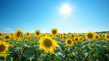 Vast field of sunflowers in full bloom, vibrant yellow petals facing the camera under a clear blue sky, panoramic view, capturing the essence of summer
