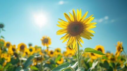 Obraz premium Sunflower field basking in the afternoon sun, blooms facing the camera, creating a vibrant and cheerful scene with bright blue sky above