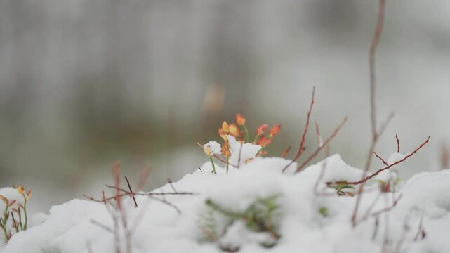 Colorful autumn undergrowth is covered by the light first snow. A contrast between the bright colours and white snow creates a beautiful spectacle.