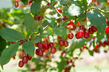 Ripe Autumn Olive Berries (Elaeagnus Umbellata) growing on a branch . oleaster