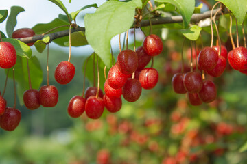 Ripe Autumn Olive Berries (Elaeagnus Umbellata) growing on a branch . oleaster