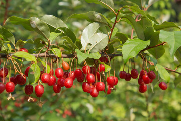 Ripe Autumn Olive Berries (Elaeagnus Umbellata) growing on a branch . oleaster