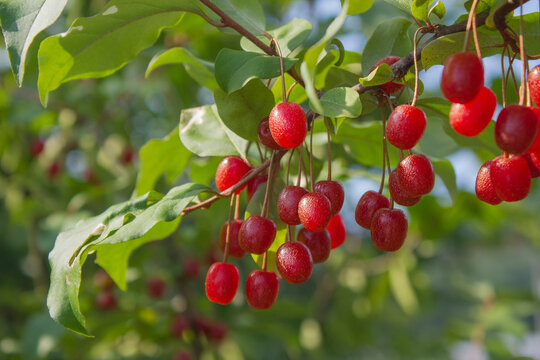 Ripe Autumn Olive Berries (Elaeagnus Umbellata) growing on a branch . oleaster