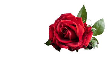 Naklejka premium red rose in soil isolated on transparent background