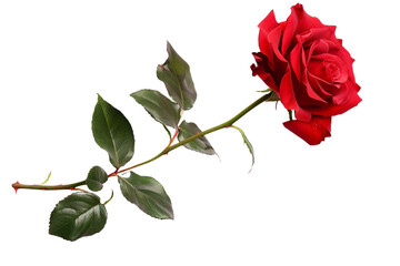 red rose stem isolated on transparent background