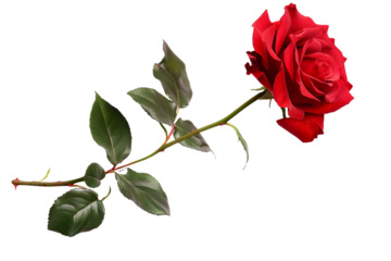red rose stem isolated on transparent background