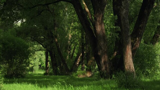 Serene forest scene features towering trees forming a kind of alley, dense foliage and vibrant green grass. Sunlight filtering through the canopy, casting dappled shadows.