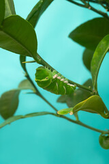 アゲハ　前蛹の準備