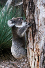koala in a tree
