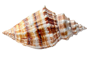 Fototapeta premium sea shell isolated on transparent background