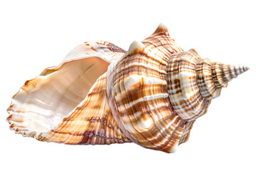 Fototapeta premium sea shell isolated on transparent background