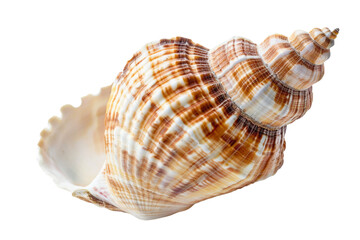 sea shell isolated on transparent background