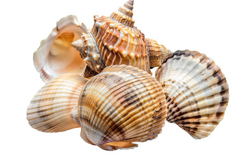 Obraz premium sea shells isolated on transparent background