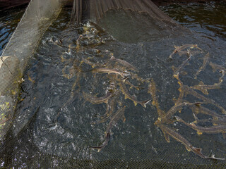 Splashing sturgeons in water of cage on a sturgeon farm