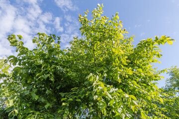 Branches of field elm with fresh leaves in sunny morning
