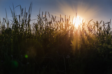 Obraz premium Stems of high grass with ears against sky at sunset