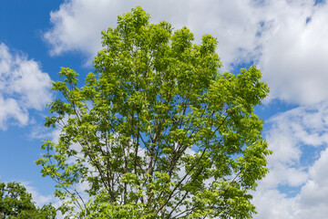 Top of the young ash-tree against the cloudy sky