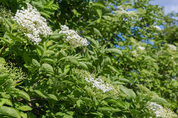 Inflorescences of elder on the bush in sunny day